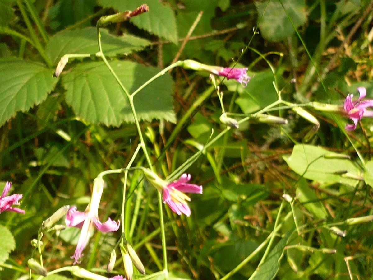 Prenanthes purpurea (Asteraceae)